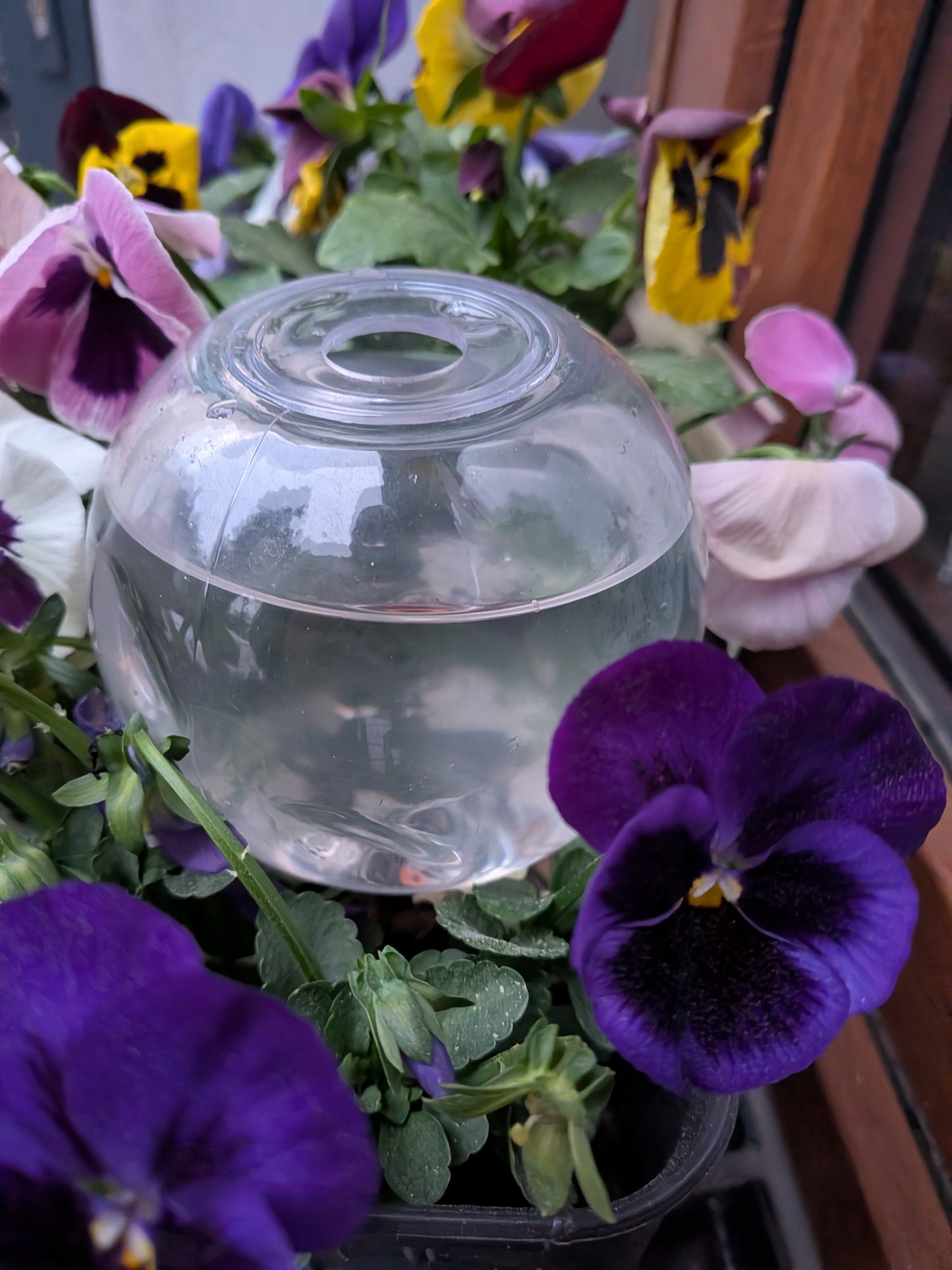 Kula Zieluch 500ml